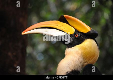 Grand Calao, un grand et bel oiseau. Banque D'Images
