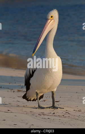 Australian Pelican. Pelecanus conspicillatus. Banque D'Images