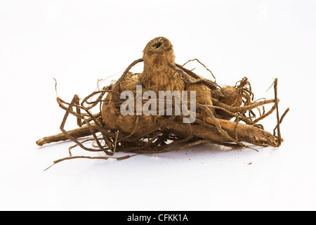 Dahlia tubercule, Classic Rosamunda, sur un fond blanc. Banque D'Images