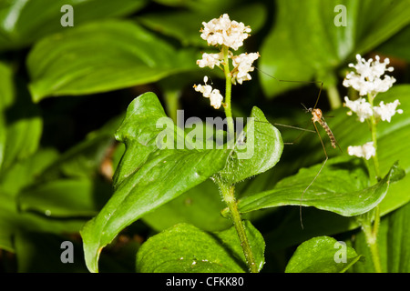 Reposant sur des faux muguet Banque D'Images