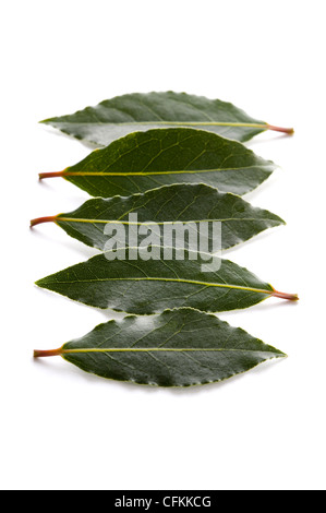 Feuilles de laurier culinaire isolé sur fond blanc Banque D'Images