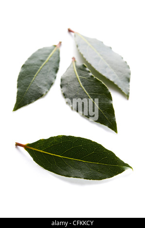 Feuilles de laurier culinaire isolé sur fond blanc Banque D'Images