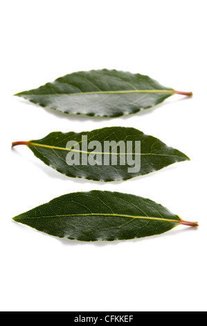 Feuilles de laurier culinaire isolé sur fond blanc Banque D'Images