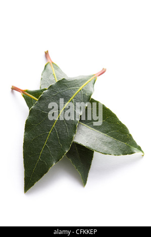 Feuilles de laurier culinaire isolé sur fond blanc Banque D'Images