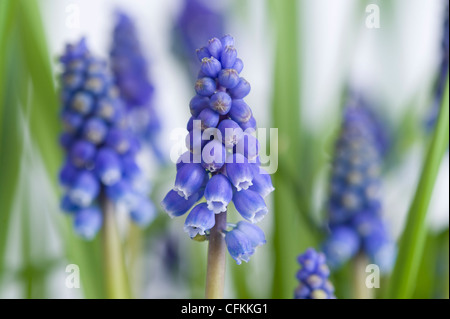 Muscari ou muscaris plantes en fleur Banque D'Images