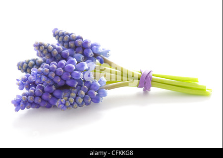 Muscari ou muscaris isolé sur fond blanc Banque D'Images