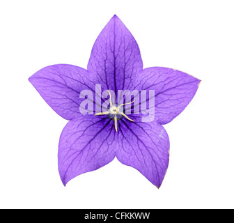 Bluebell flower campanula isolated on white Banque D'Images