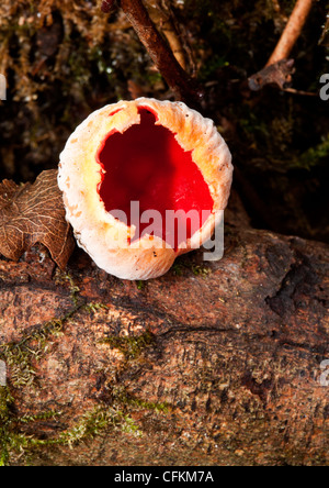 Orange Peel champignon poussant sur se connecter dans un bois dans le Northamptonshire Banque D'Images