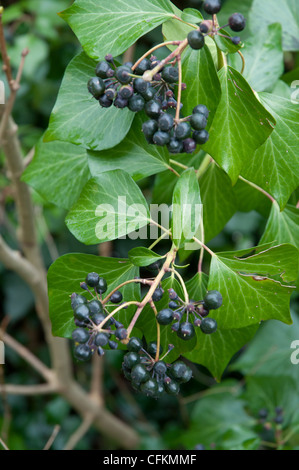 Jardin le lierre (Hedera helix) avec les fruits et baies dans le jardin intérieur Banque D'Images