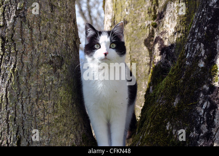 Jeune noir et blanc chaton jouant dans un arbre Banque D'Images