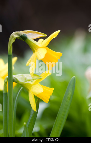 Narcissus 'tete a tete'. Les jonquilles naines dans le jardin. Banque D'Images