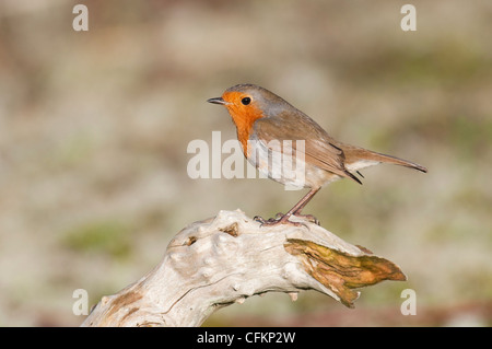 Robin perché sur le bois mort, Close up montrant excellent détail, Dungeness, Kent, UK Banque D'Images