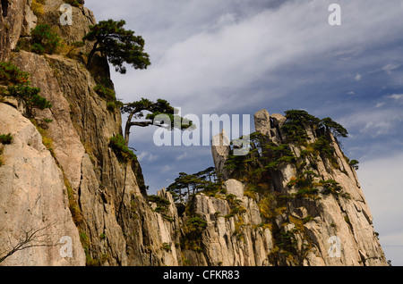 Pins poussant sur rocher de début de croire qu'un sommet de montagne Huangshan jaune République populaire de Chine Banque D'Images
