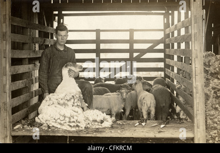 Farmer Tonte des moutons Banque D'Images