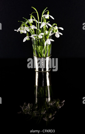 Galanthus nivalis. Perce-neige dans un vase en verre consignées sur un fond noir. Banque D'Images