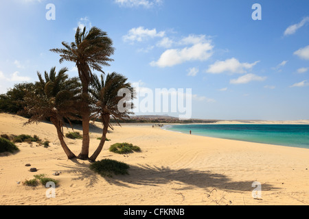 Palmiers et vue le long de la belle et longue plage de sable. Praia de Chaves, Rabil, Boa Vista, Cap Vert. Banque D'Images