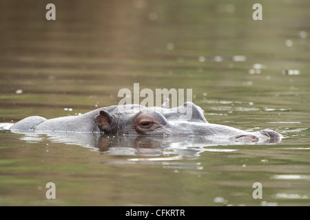 Un hippopotame immergé dans l'eau (Hippopotamus amphibius) Banque D'Images