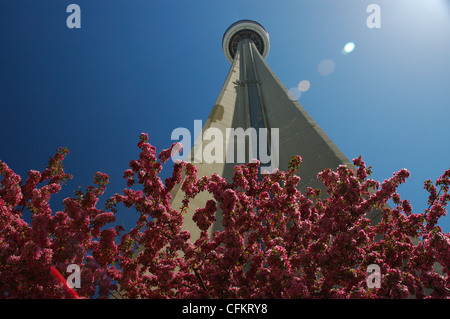 Vue vers le haut de la tour CN avec fleurs de cerisier et de ciel bleu au printemps toronto Banque D'Images