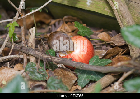 Campagnol des champs Microtus agrestis champ manger pomme rouge Banque D'Images