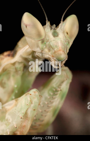 Close up portrait of an Indian Flower Praying Mantis Banque D'Images