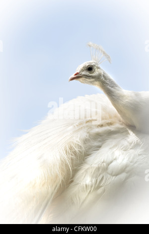 Pavo cristatus paon blanc ou. Également appelé paon indien, avec fond de ciel bleu Banque D'Images