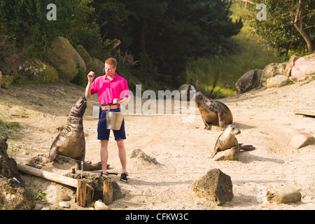 Dolfinarium Harderwijk, aux Pays-Bas. Septembre 03 2011. Dauphin mâle keeper les lions de mer d'alimentation Banque D'Images