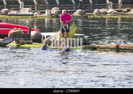 Dolfinarium Harderwijk, aux Pays-Bas. Septembre 03 2011. Alimentation femelle dophin keeper ou grands dauphins Tursiops truncatus. Banque D'Images