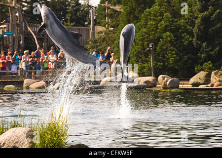 Les grands dauphins s'amuser en sautant hors de l'eau élevée. Banque D'Images