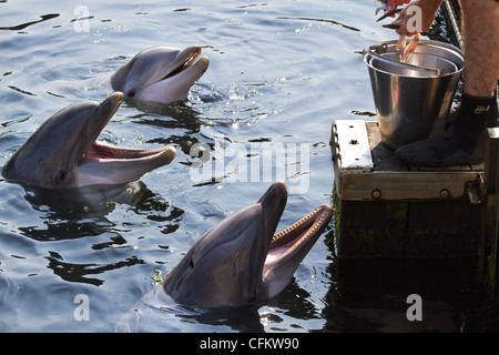 Dolfinarium Harderwijk, aux Pays-Bas. Septembre 03 2011. Dauphin mâle keeper dauphins alimentation ou Tursiops truncatus. Banque D'Images