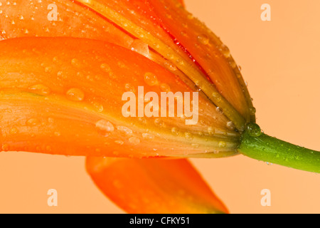 Studio close-up de tiger lily Banque D'Images