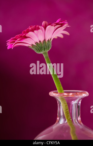 Studio close-up de gerbera daisy Banque D'Images