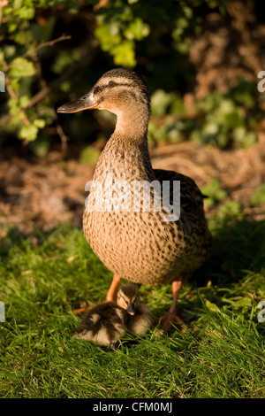 Une femme avec son bébé canard colvert (Anas platyrhynchos) poussin Banque D'Images