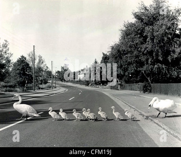 Famille de cygnes traversent la route Banque D'Images