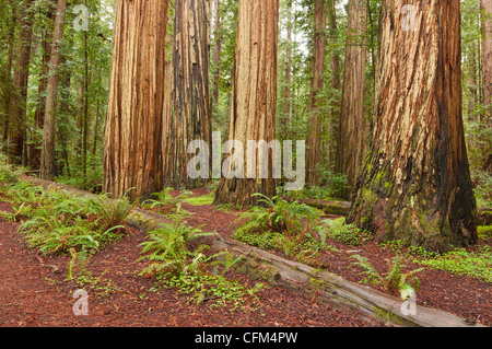 La belle et massive, séquoias géants Sequoia sempervirens situé dans le Jedediah Smith Redwoods State Park en Californie. Banque D'Images