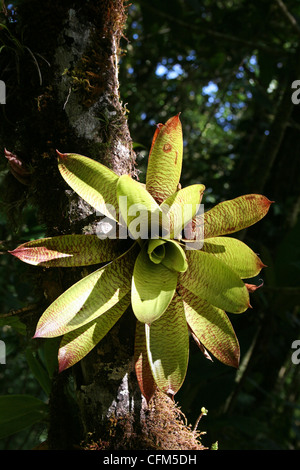 Le bromélia poussant sur un arbre dans le parc Selvatura, Monteverde, Costa Rica Banque D'Images
