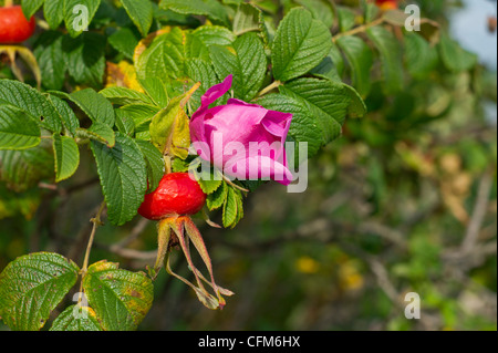 Rosa Gallica et de cynorhodon Banque D'Images