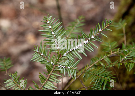 Puceron lanigère ovisacs sur branch de la pruche de l'arbre en Arkansas Banque D'Images