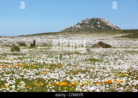 Une profusion de fleurs sauvages poussant dans le Parc National de la côte ouest, près de Langebaan dans le Western Cape, Afrique du Sud. Banque D'Images