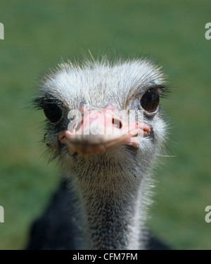 La tête et les yeux d'une autruche mâle Banque D'Images