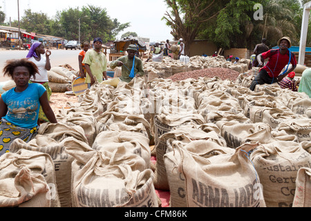 Dans la coopérative agricole de Dukoue,Côte d'Ivoire, Côte d'Ivoire, Afrique de l'Ouest Banque D'Images