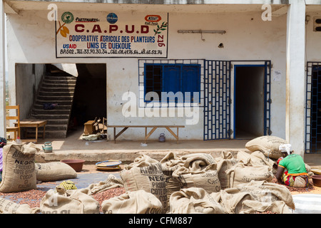 Dans la coopérative agricole de Dukoue,Côte d'Ivoire, Côte d'Ivoire, Afrique de l'Ouest Banque D'Images