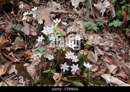 Lobes pointus hepatica en fleur sur le marbre au Tennessee Banque D'Images