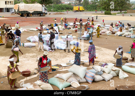 Tri des fèves de cacao des femmes sur la place du village à Duekoue, Côte d'Ivoire, République de Côte d'Ivoire, Afrique de l'Ouest Banque D'Images