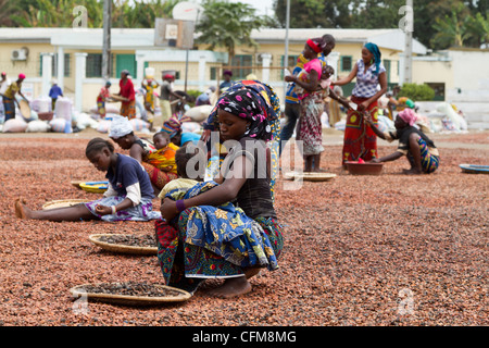 Tri des fèves de cacao des femmes sur la place du village à Duekoue, Côte d'Ivoire, République de Côte d'Ivoire, Afrique de l'Ouest Banque D'Images