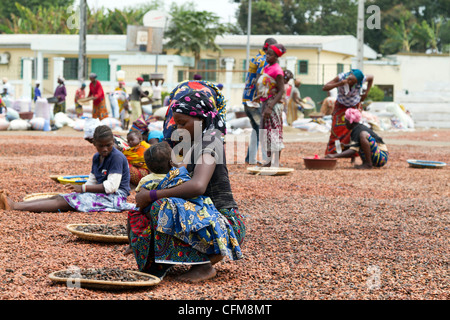 Tri des fèves de cacao des femmes sur la place du village à Duekoue, Côte d'Ivoire, République de Côte d'Ivoire, Afrique de l'Ouest Banque D'Images