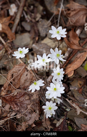 Lobes pointus hepatica en fleur sur le marbre au Tennessee Banque D'Images