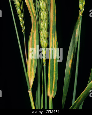 Bande des feuilles du blé (Cephalosporium gramineum) sur le drapeau du blé feuilles, USA Banque D'Images