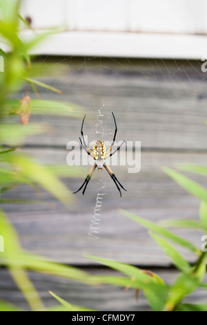 États-unis, Illinois, Metamora, araignée des jardins on web Banque D'Images