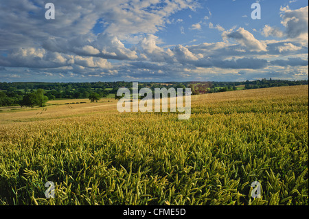 Wheatfield, Warwickshire, Angleterre, Royaume-Uni, Europe Banque D'Images