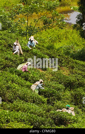 Les femmes Tamouls des plantations picking prisé thé Uva highland dans Namunukula montagnes près de Ella, Sri Lanka, Asie Banque D'Images